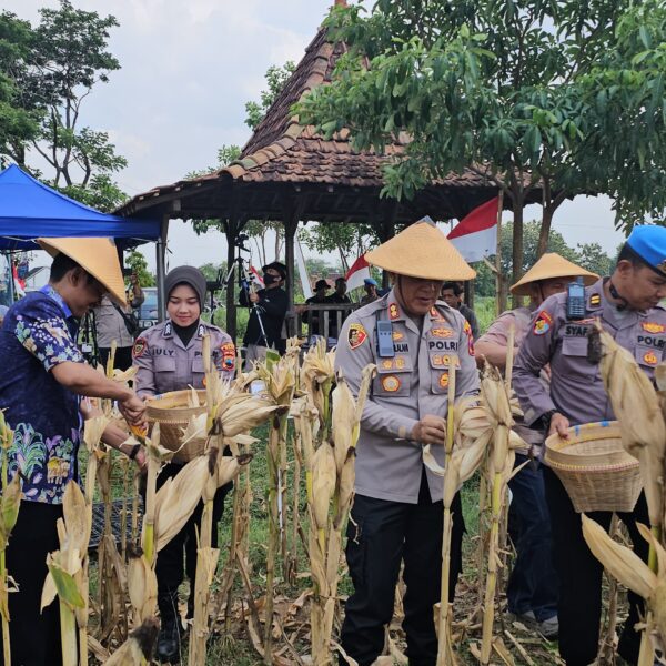 Polresta Pati Gelar Panen Raya Jagung Serentak Kuartal III di Desa Jimbaran