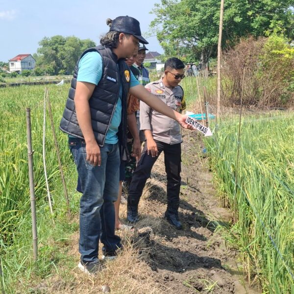 Warga Gadingrejo Juwana Tewas Tersengat Listrik di Persawahan