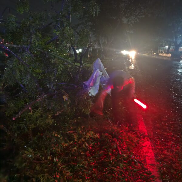 Polsek Pati Kota Evakuasi Pohon Tumbang di Jalur Pantura, Arus Lalu Lintas Kembali Lancar