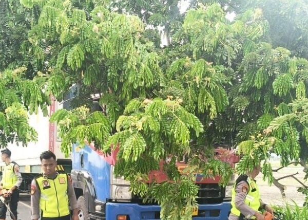 Polresta Pati Gerak Cepat Evakuasi Pohon Raksasa Tumbang Lumpuhkan Jalan