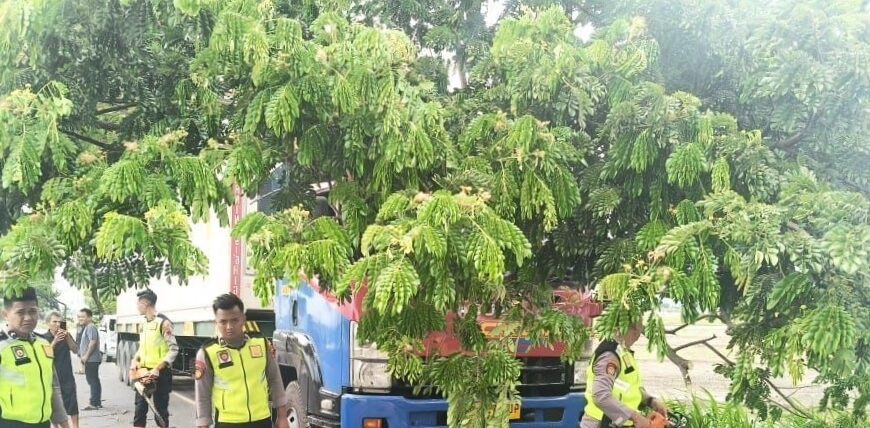 Polresta Pati Gerak Cepat Evakuasi Pohon Raksasa Tumbang Lumpuhkan Jalan