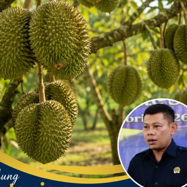 Eko Kuswanto Dorong Gunungwungkal Menjadi Pusat Durian Unggulan, Potensi Lokal Diyakini Mampu Dongkrak Ekonomi Warga